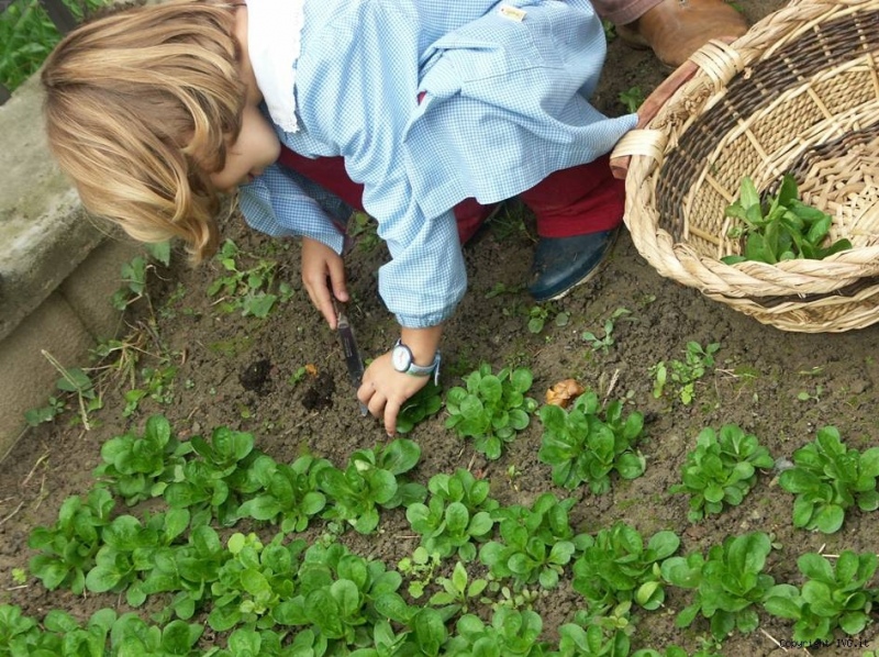 Vivere meglio e bio, arriva la green lesson degli orti didattici della cooperativa Seeds